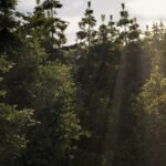 Puget Bench for Unreal Engine Example Render - PCG Forest